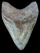 Serrated, Fossil Megalodon Tooth - Mottled Coloration #56505-1